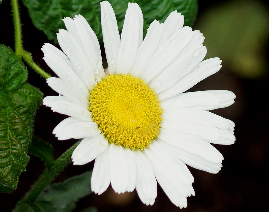 Flower Photograph - A Daisy If You-Do by Kim Pate
