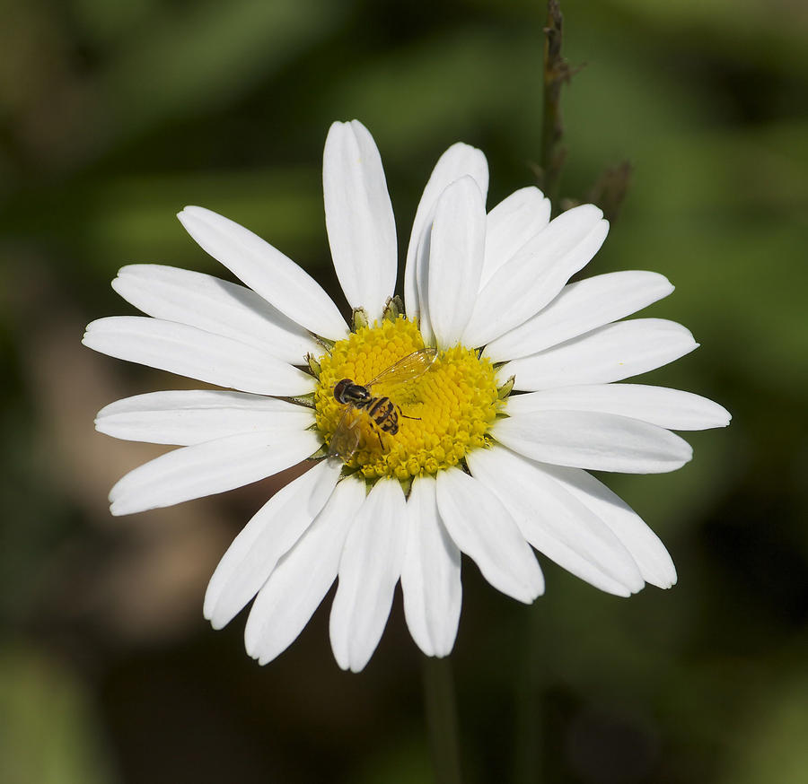 A Daisy Lunch Photograph by Kathleen Scanlan