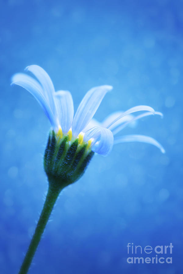 Daisy Photograph - A daisy with a blue bokeh background by LHJB Photography