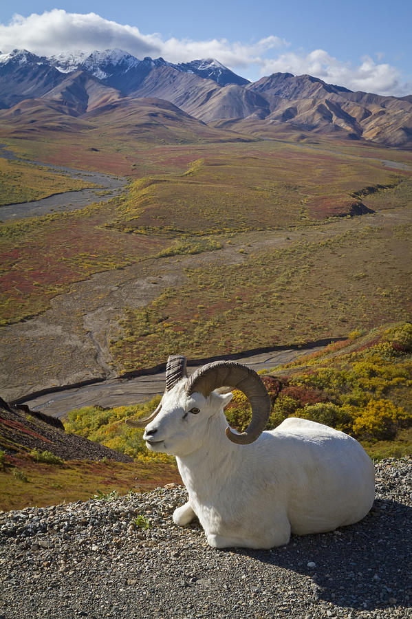 A Dall Ram Lies On Shoulder Of The Park Photograph by Doug Lindstrand
