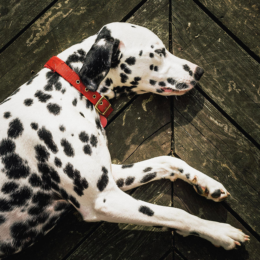 Dog Photograph - A Dalmatian Sleeping On A Wooden Deck by © Randall Murrow