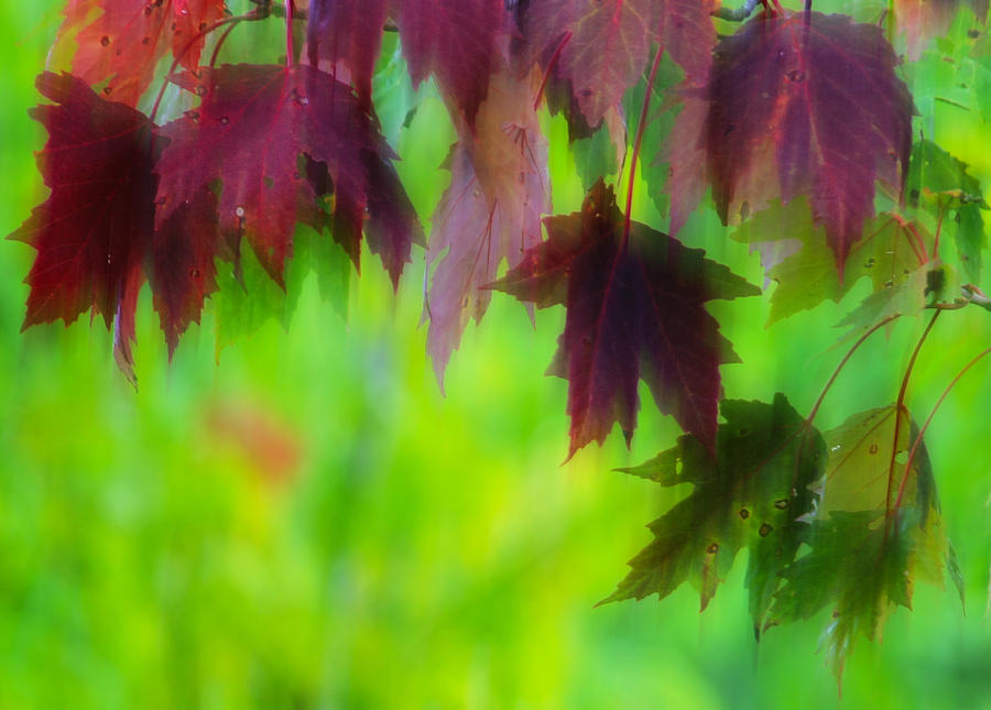 A Dance of Maple Leaves Photograph by Jim Vance