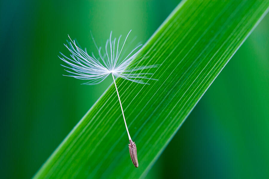 A Dandelion Seed Photograph by Michael Russell