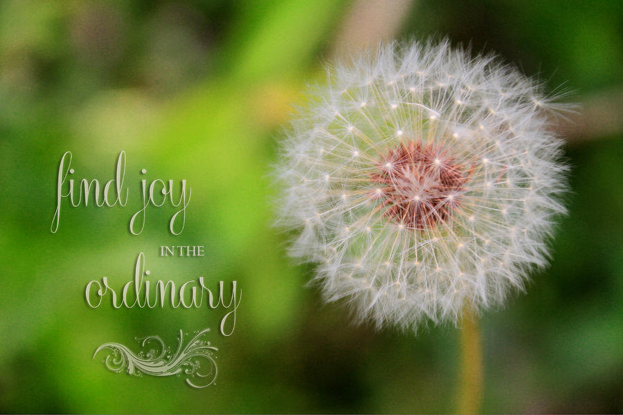 A Dandy Dandelion with Message Photograph by Mary Buck
