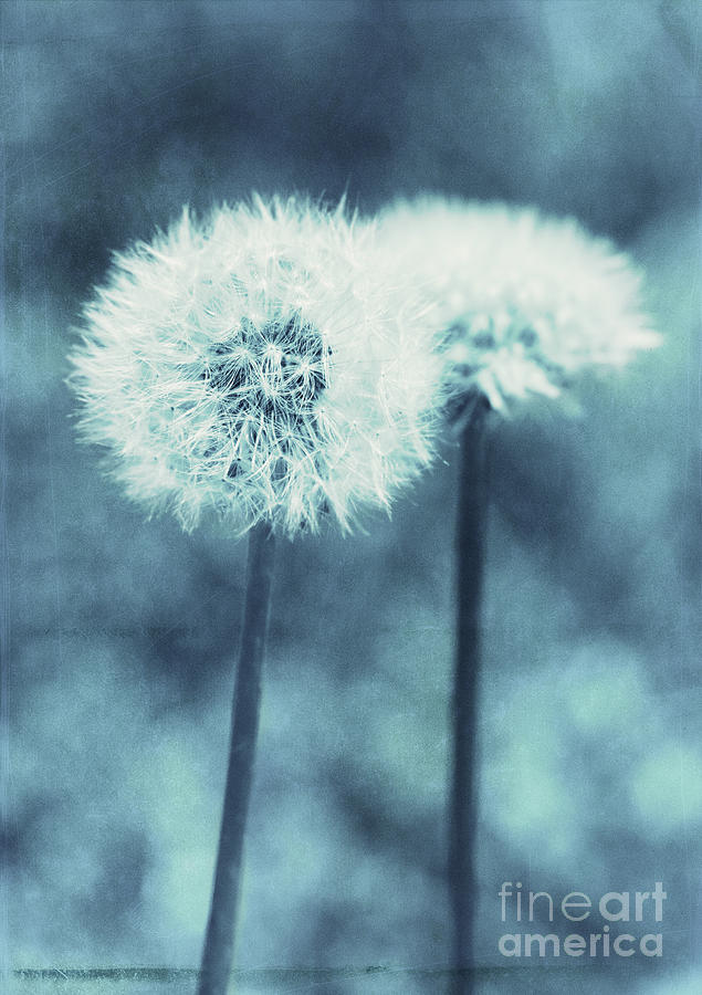 A Dandy in Blue Photograph by Pam  Holdsworth