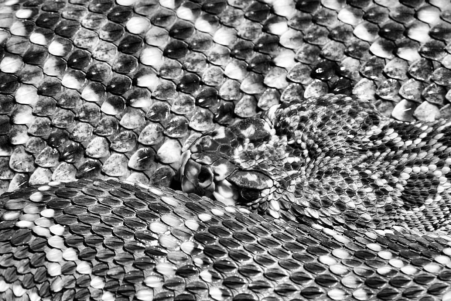Snake Photograph - A Dangerous Abstract by JC Findley