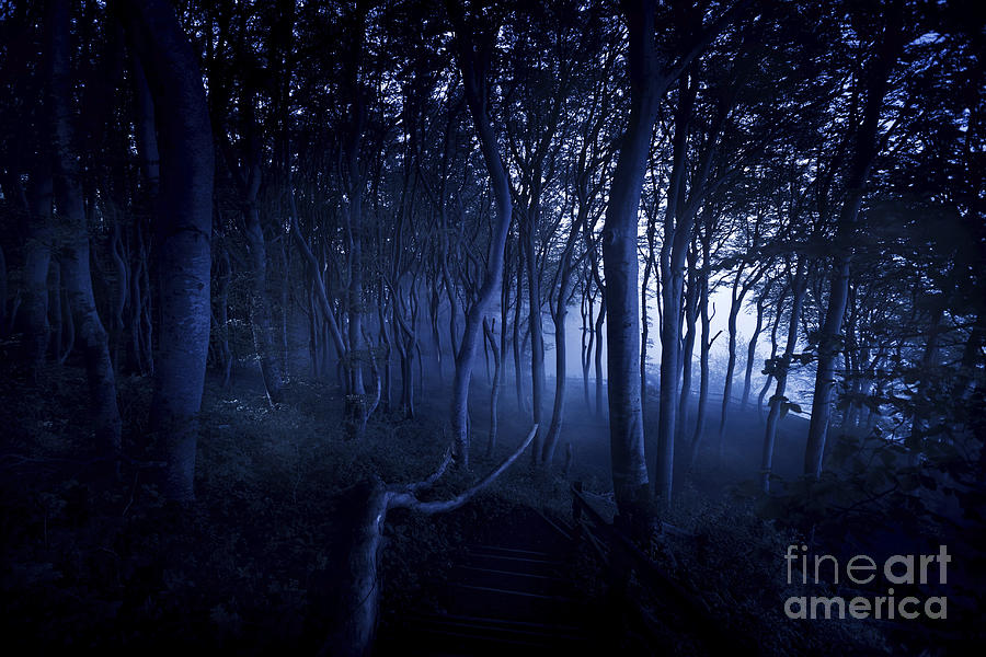 Nature Photograph - A Dark, Misty Forest, Liselund by Evgeny Kuklev