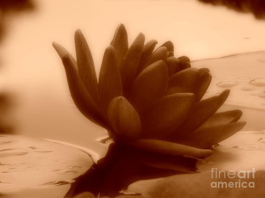 A Dark Water Lily Photograph by Chad and Stacey Hall