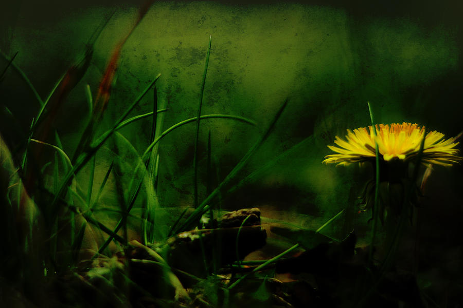 A Darkness Befalls the Dandelion Photograph by Rebecca Sherman