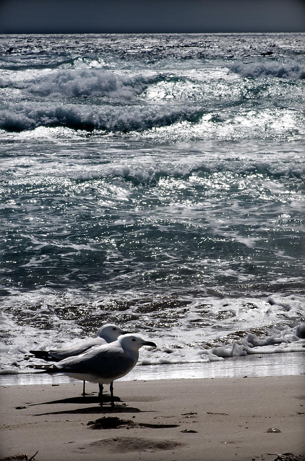 A day at San Tomas beach in company of a pair of wild seagulls Photograph by Pedro Cardona Llambias