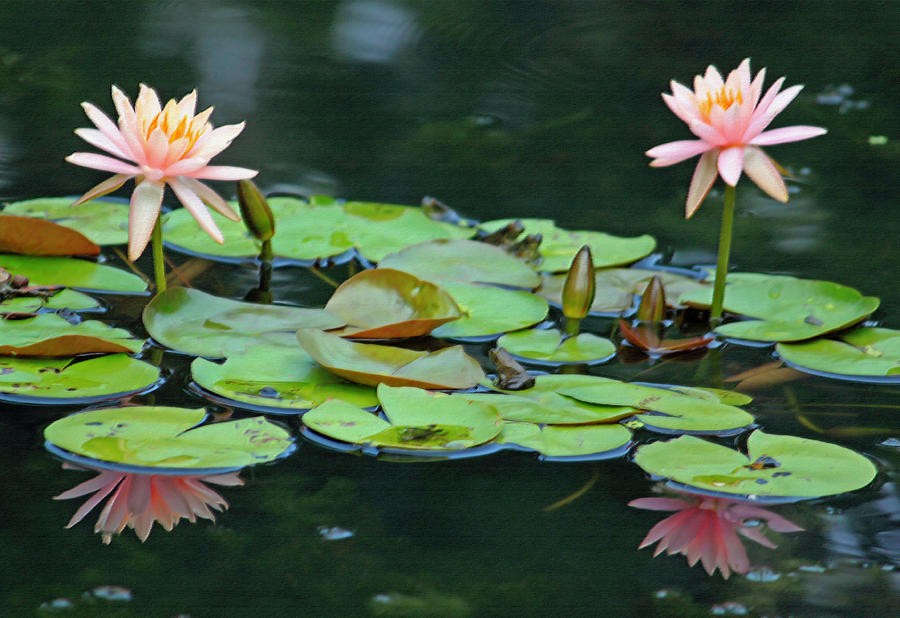 Frog Photograph - A Day at the Lily Pond II by Suzanne Gaff