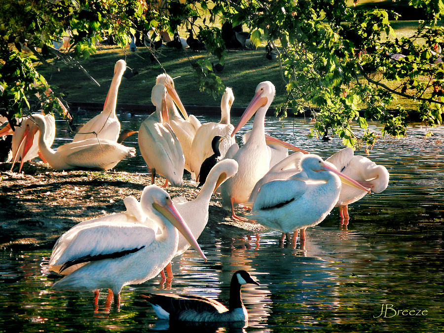 A Day in Sparkles Park-White Pelicans Photograph by Jennie Breeze