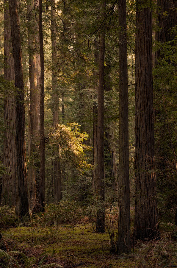 A Day In The Forest Photograph by Mark Alder