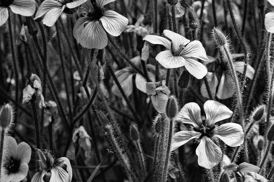 A Day in the Garden BW Photograph by JC Findley