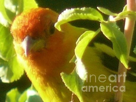 Bird Photograph - A Day With Mr. Tanager 12 by Jacquelyn Roberts