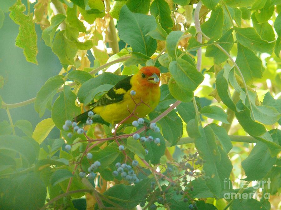 Bird Photograph - A Day With Mr. Tanager 4 by Jacquelyn Roberts