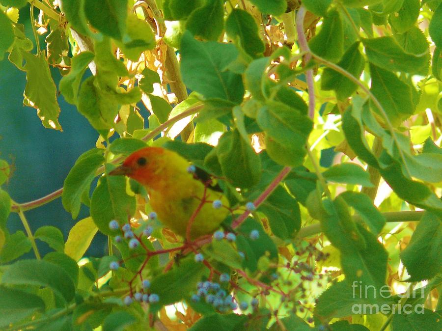 Bird Photograph - A Day With Mr. Tanager 6 by Jacquelyn Roberts