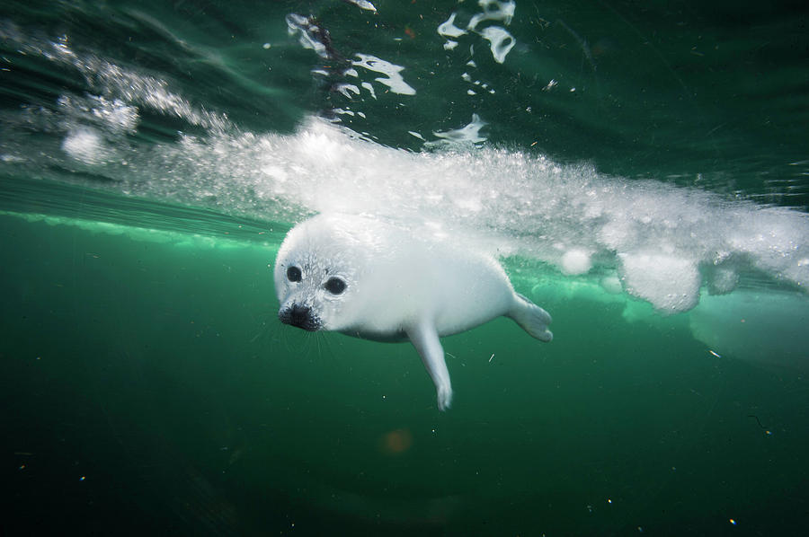 arctic seal pup