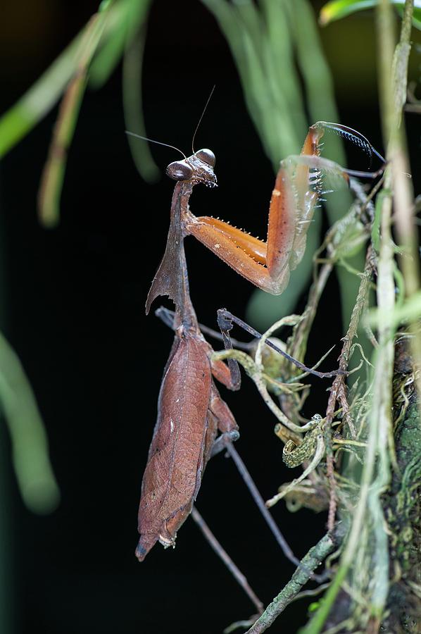 A Dead Leaf Mantis Photograph by Scubazoo