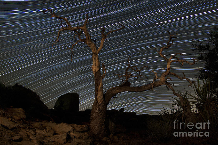 Joshua Tree National Park Photograph - A Dead Pinyon Pine Tree And Star by Dan Barr