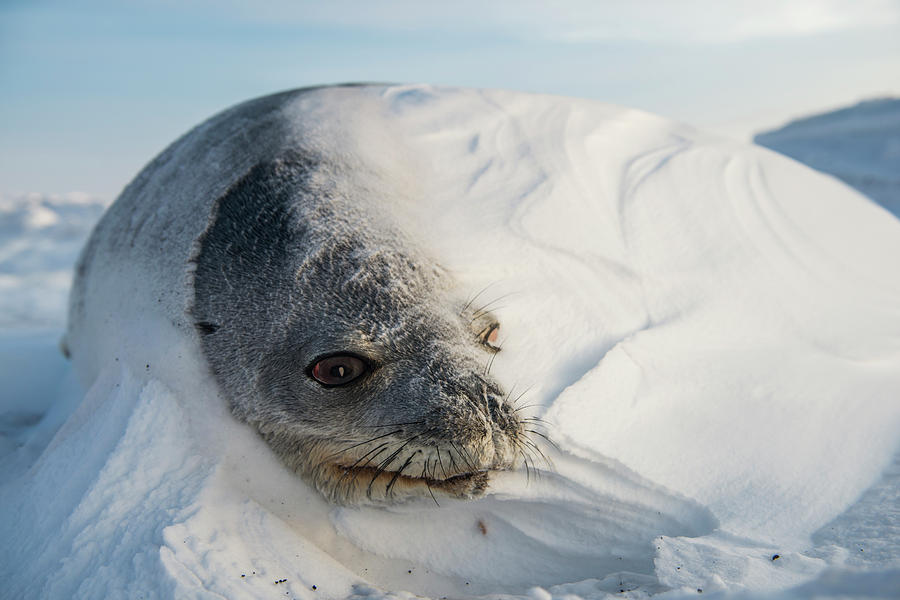 A Dead Weddell Seal Frozen In Place Photograph by Alasdair Turner ...