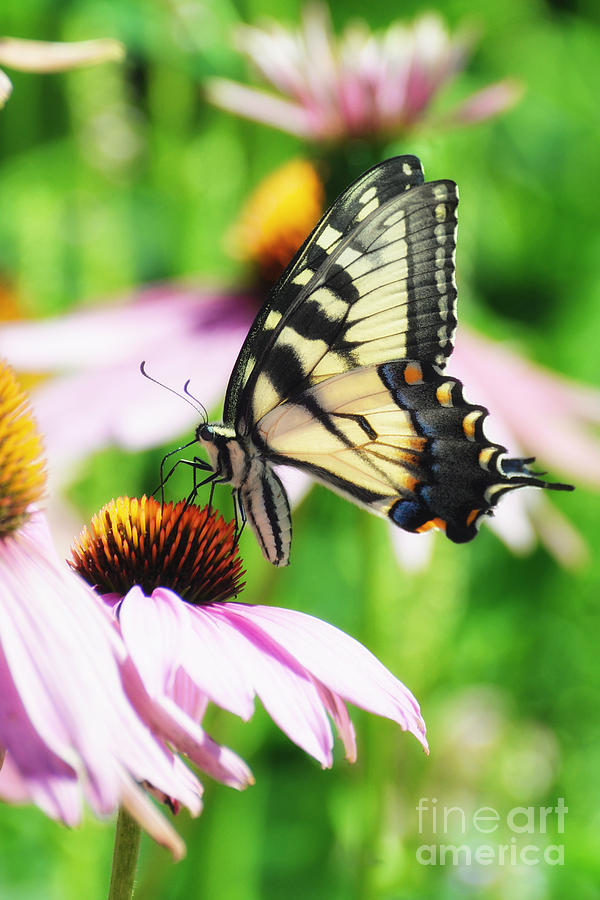 A Deamy Recollection of a Swallowtail Photograph by Lila Fisher-Wenzel