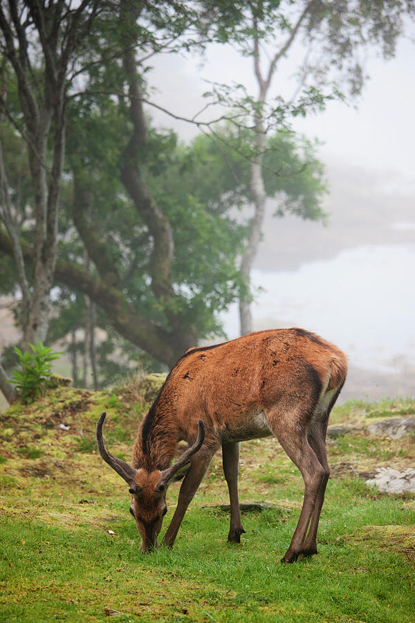 A Deer Grazing In A Foggy Meadow Photograph by John Short