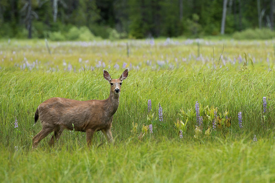 Deer Photograph - A Deer In Tall Grassy Meadow by Brandon Huttenlocher