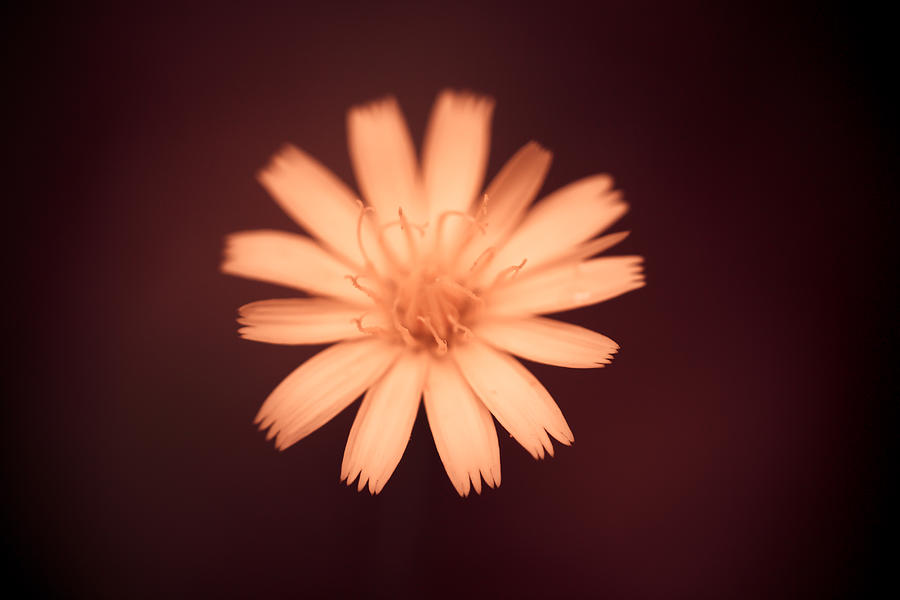 Nature Photograph - A Delicate Flame by Shane Holsclaw