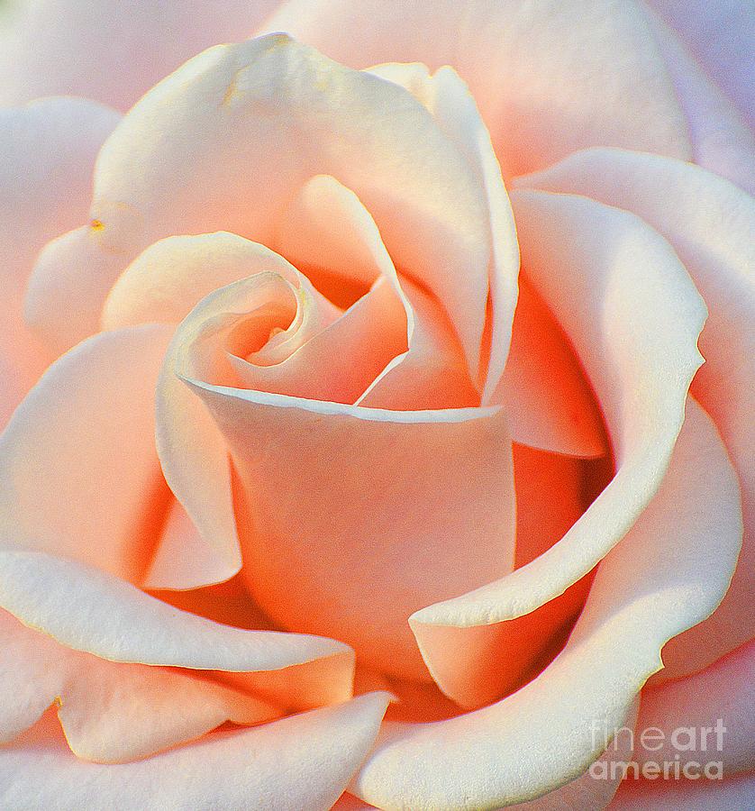 Nature Photograph - A Delicate Rose by Cindy Manero