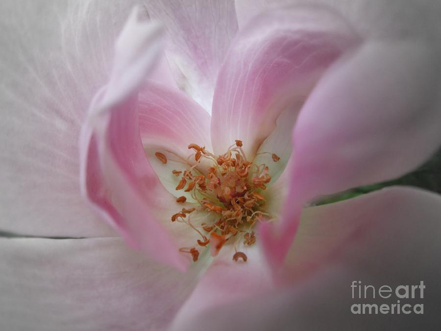 Up Movie Photograph - A Delicate Rose by Renee Trenholm
