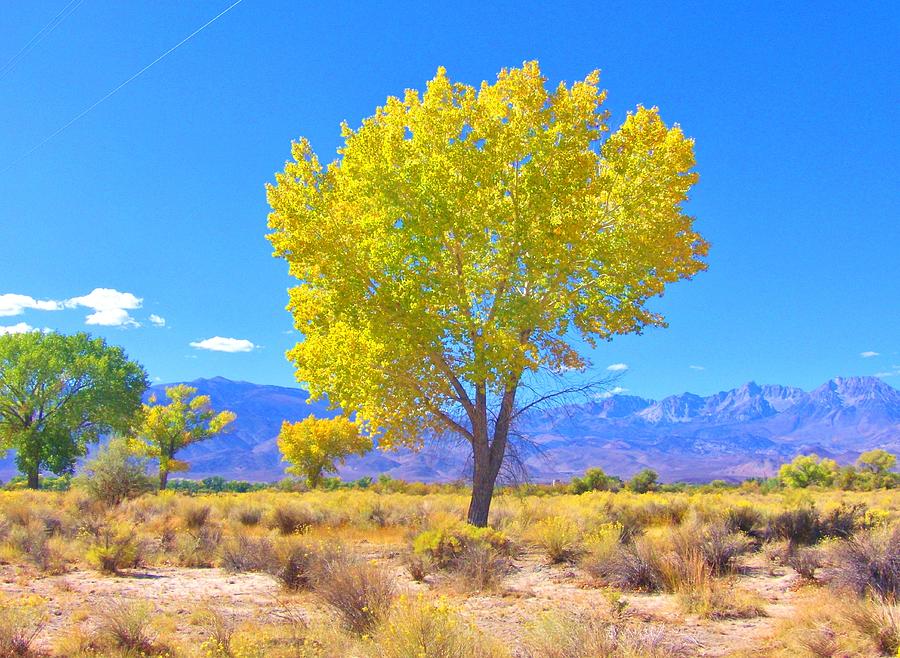 A Desert Autumn Photograph by Marilyn Diaz