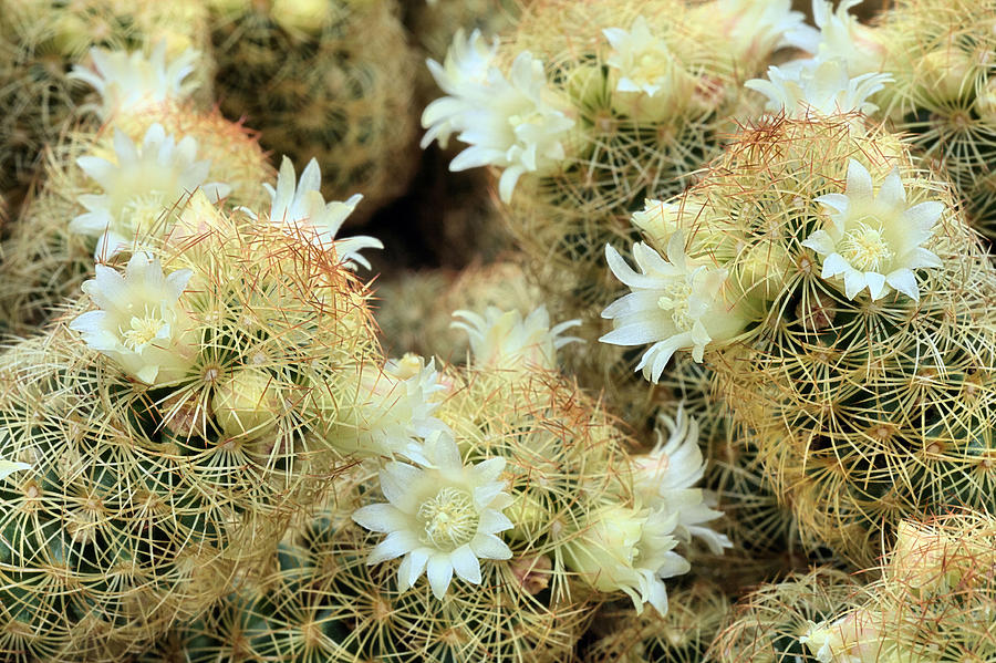 A Desert Floral Photograph by JC Findley