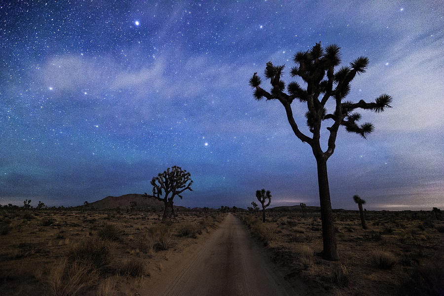 A Desert Road And Joshua Trees At Night Photograph by Daniel J Barr