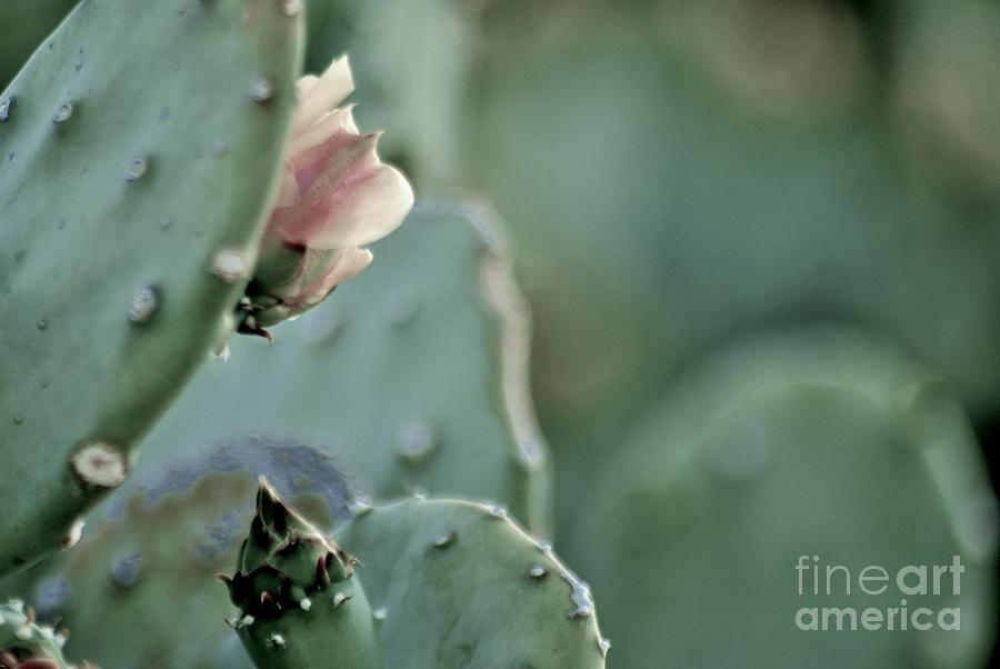 Opuntia Photograph - A DeserT ShaDE oF PaLE by Angela J Wright