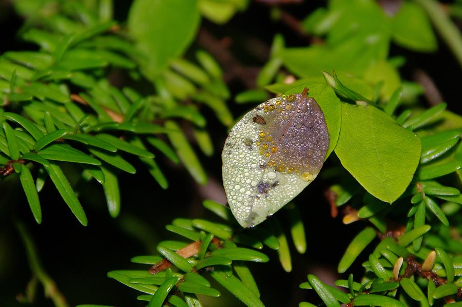 Nature Photograph - A Dew Covered Leaf by Jeff Swan