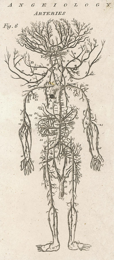 A Diagram Showing The Arteries Drawing by Mary Evans Picture Library ...