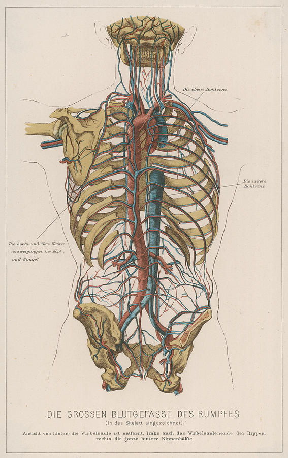 A Diagram Showing The Bones Which Make Drawing By Mary Evans Picture 