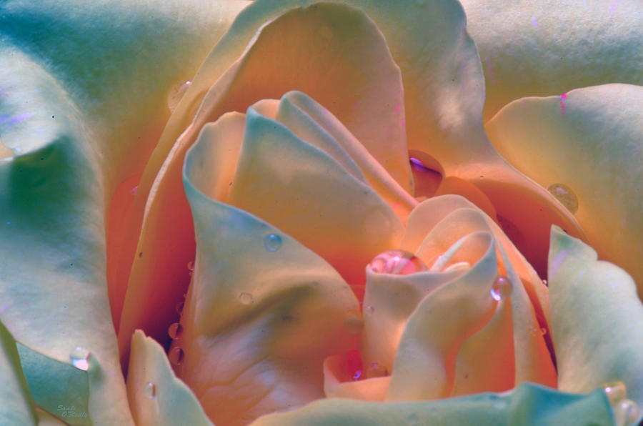 A Different Colored Rose Photograph by Sandi OReilly