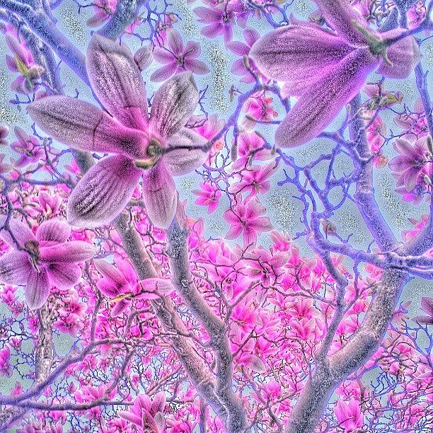 Magnolia Movie Photograph - A Different Take On My #incredible by Karen Maziarz