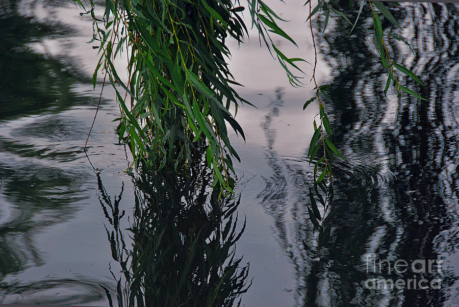 A Dipping Willow Photograph by Ted Guhl