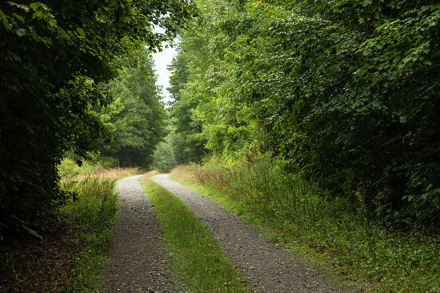 A Dirt Road Leading Out Of A Forest In Photograph by Jake Wyman