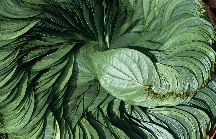 A Display Of Betel Leaves, Used In The Photograph by Greg Elms A Display Of Betel Leaves, Used In The Photograph by Greg Elms