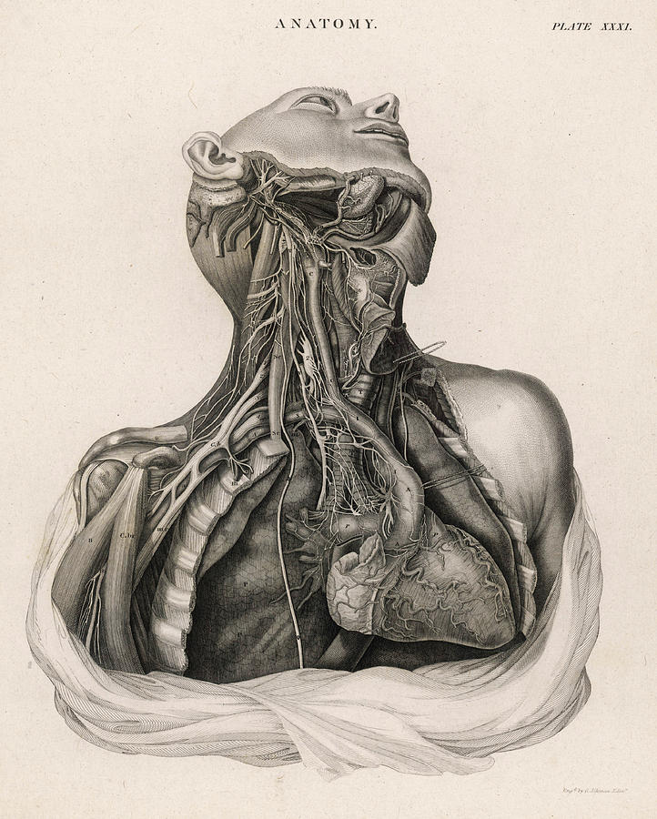 Upper Torso Anatomy Drawing - Upper Body Anatomy Sketch ...