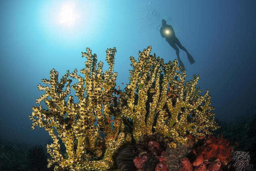 A Diver Hovers Above A Coral Colony Photograph by Ethan Daniels