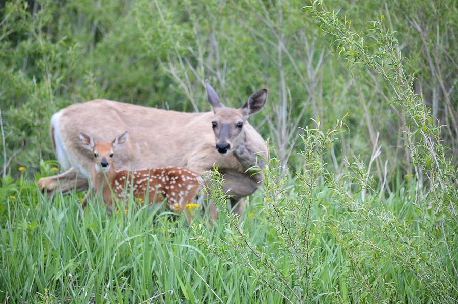 A Doe And Her Fawn 2 Photograph by Bonfire Photography