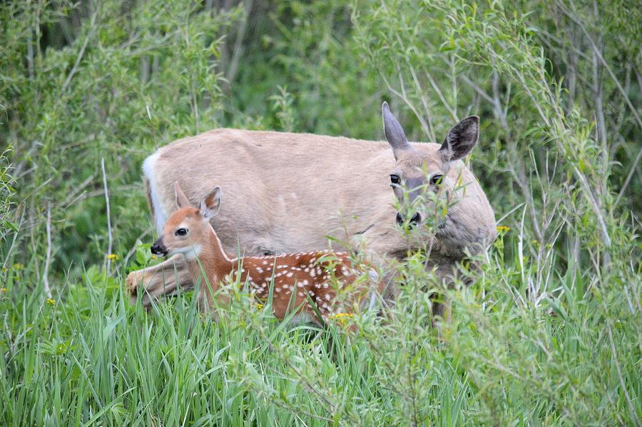 A Doe And Her Fawn Photograph by Bonfire Photography