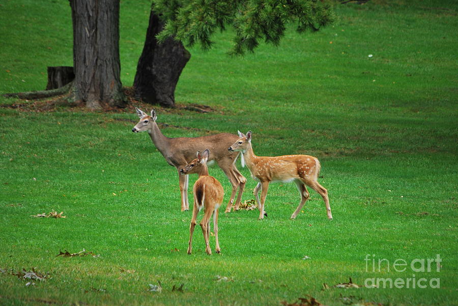 A Doe And Her Twin Fawns Photograph by Bob Sample
