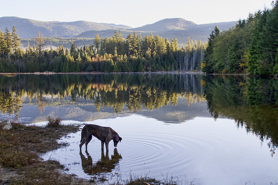 A Dog at the Lake Photograph by Peggy Collins
