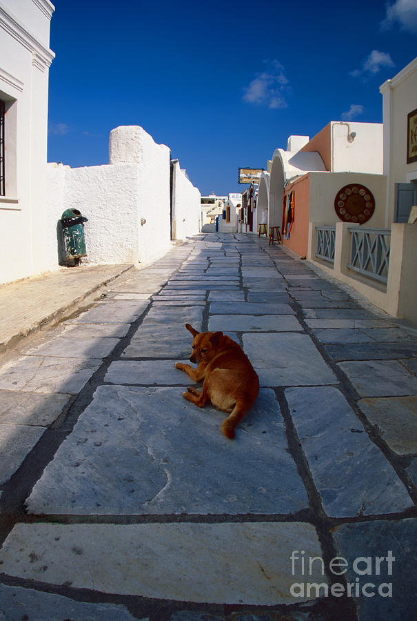 A dog in siesta Photograph by Aiolos Greek Collections
